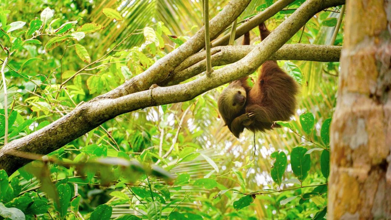 Posada Nena Caribe Puerto Viejo de Talamanca Екстер'єр фото