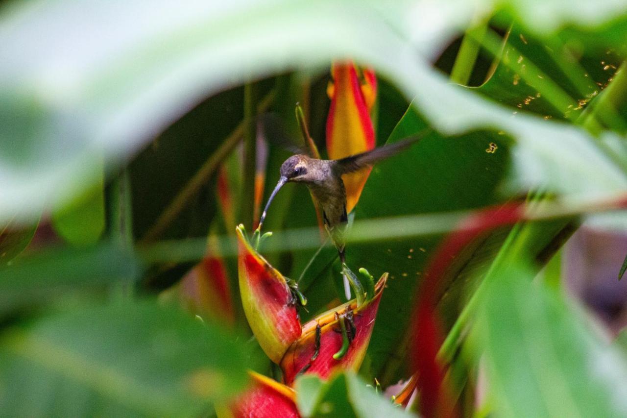 Posada Nena Caribe Puerto Viejo de Talamanca Екстер'єр фото