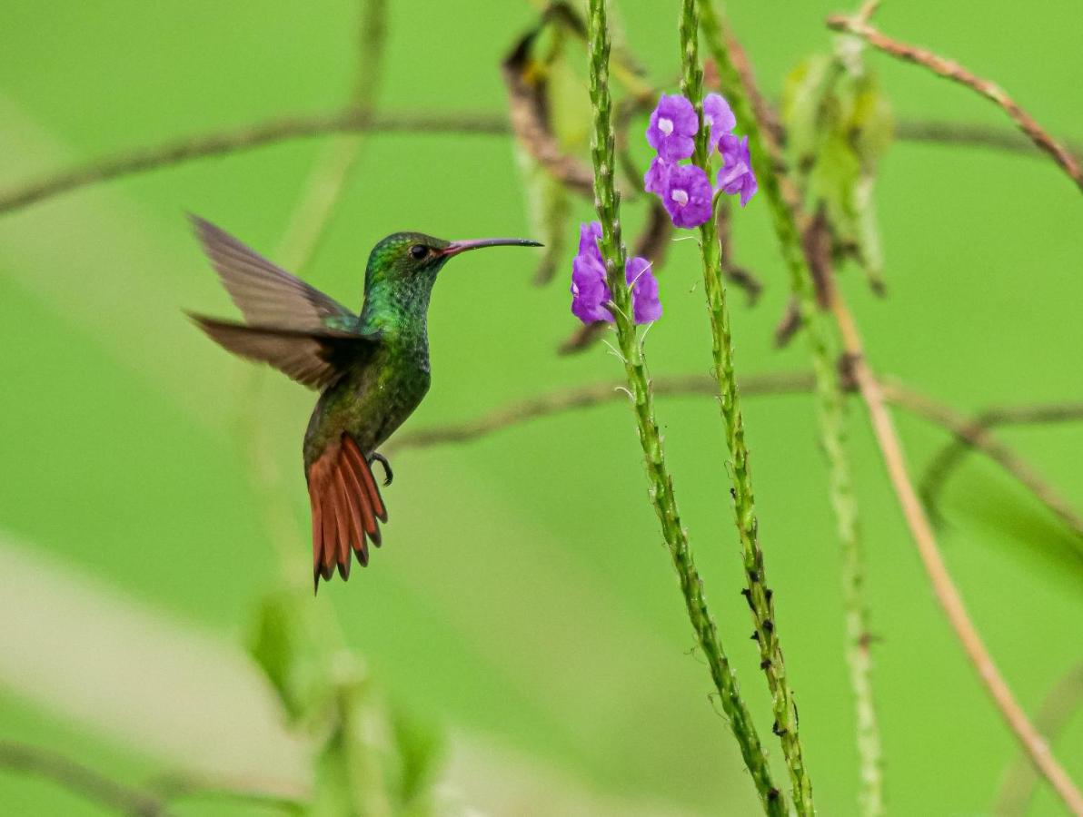 Posada Nena Caribe Puerto Viejo de Talamanca Екстер'єр фото