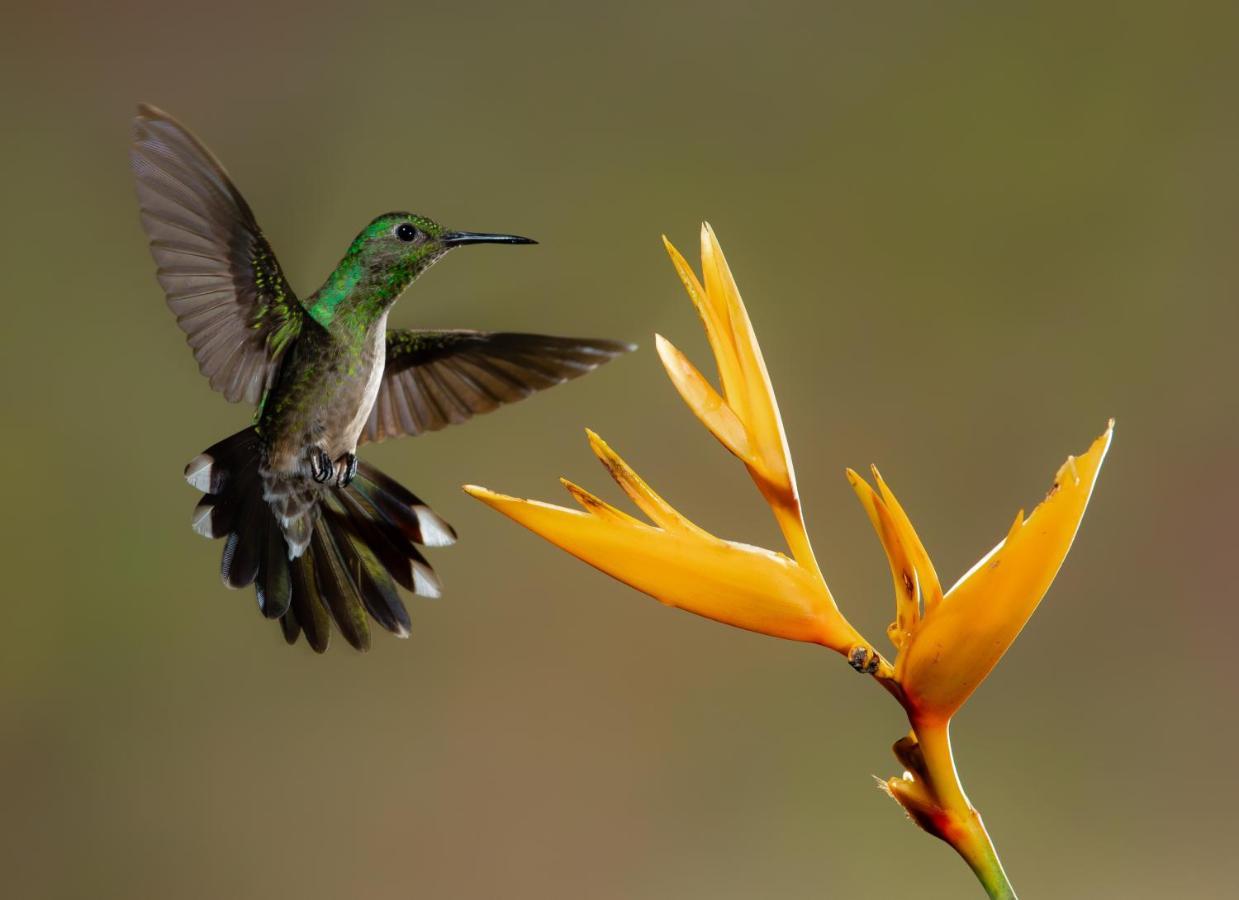 Posada Nena Caribe Puerto Viejo de Talamanca Екстер'єр фото