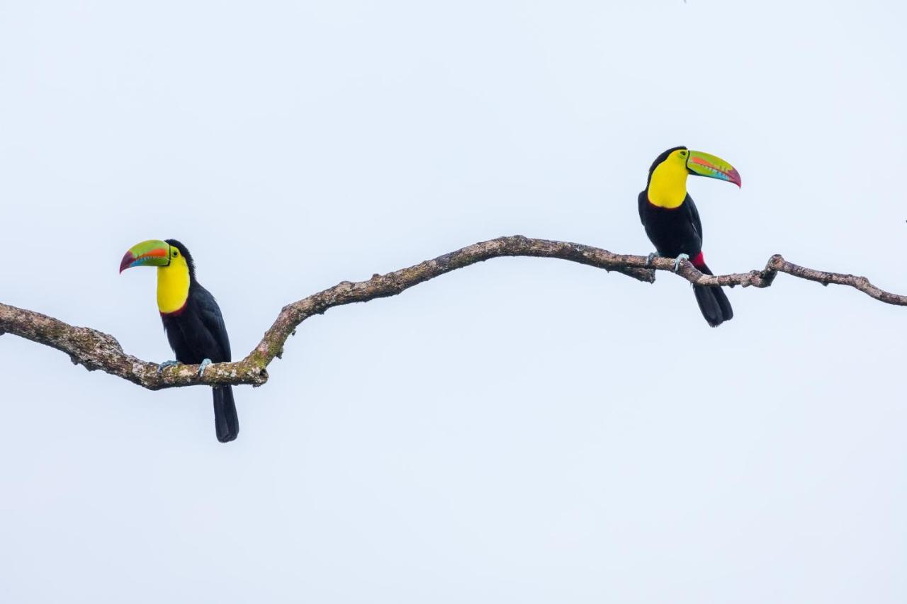 Posada Nena Caribe Puerto Viejo de Talamanca Екстер'єр фото