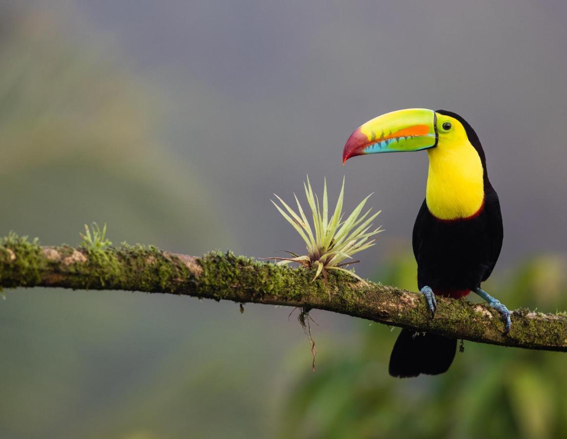 Posada Nena Caribe Puerto Viejo de Talamanca Екстер'єр фото